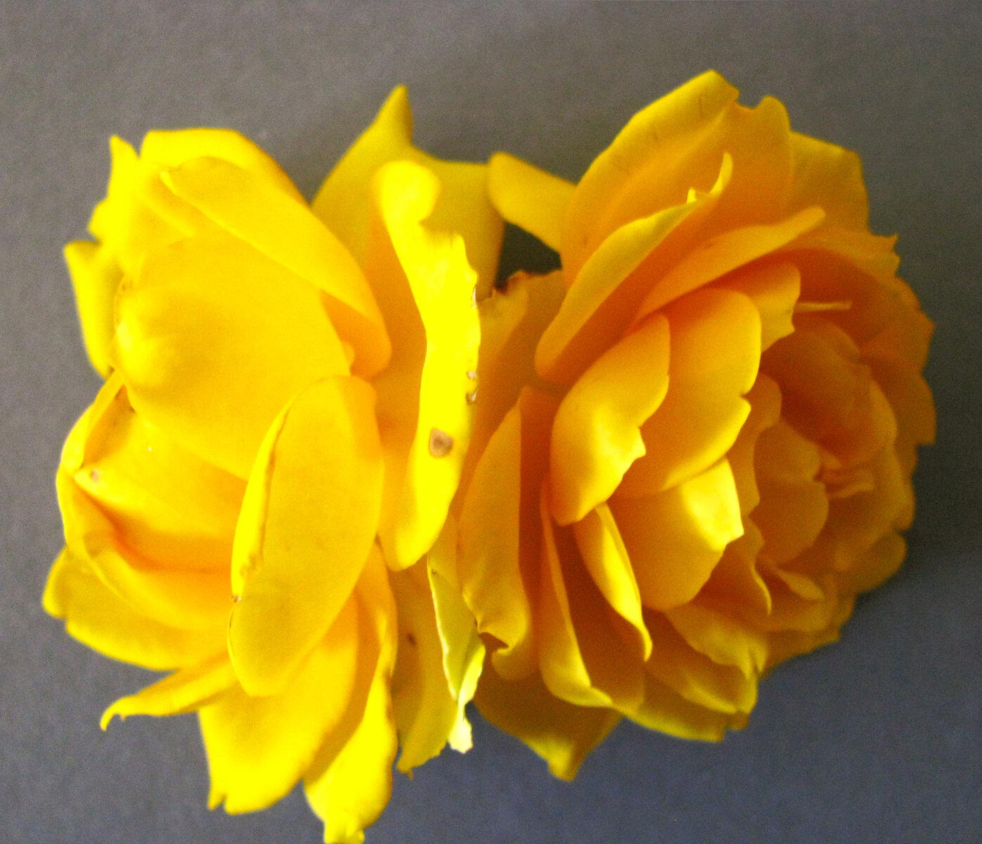 Yellow Roses
