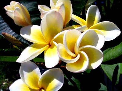 2476.frangipanis-thumb.jpg