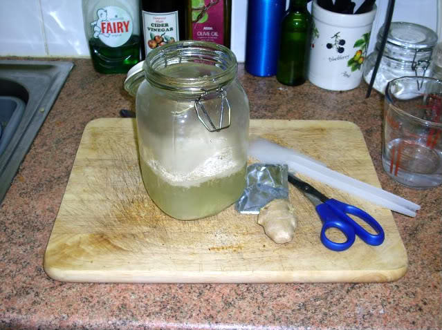 GingerBeerPlant003.jpg